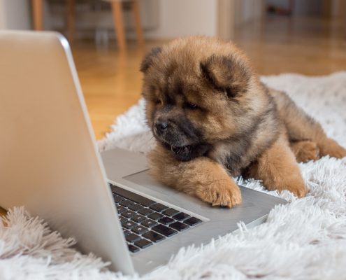 Cute chow-chow puppy lying on the carpet and watching something on the laptop.